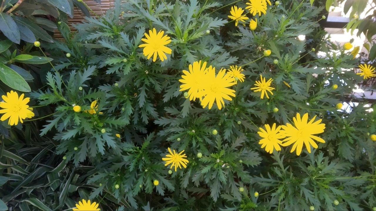 Mai Dalat Homestay Екстериор снимка
